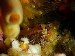 Notoclinops yaldwyni