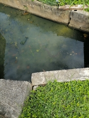 Synbranchus marmoratus