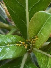 Aphis nerii