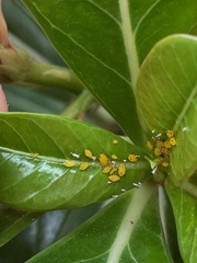 Aphis nerii