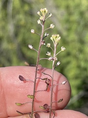 Lepidium virginicum menziesii