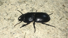 Pasimachus sublaevis