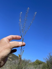 Lepidium virginicum menziesii
