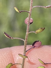 Lepidium virginicum menziesii