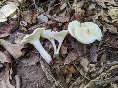 Cuphophyllus angustifolius