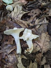 Cuphophyllus angustifolius