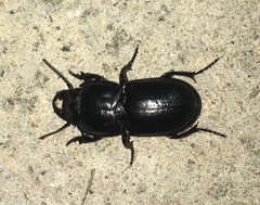 Pasimachus sublaevis