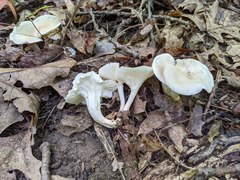 Cuphophyllus angustifolius