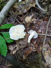 Cuphophyllus angustifolius