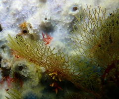 Dictyocladium monilifer