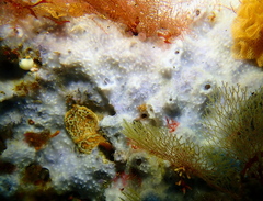 Dysideidae