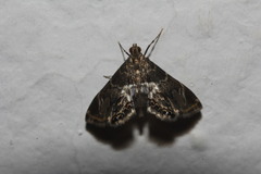 Usingeriessa onyxalis