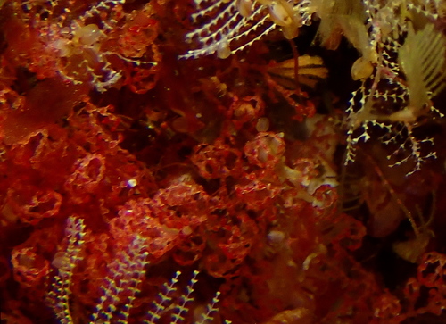 Pterocella vesiculosa