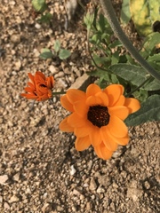 Dimorphotheca sinuata