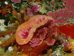 Monomyces rubrum