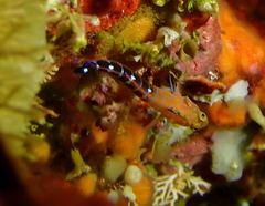 Notoclinops caerulepunctus