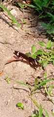 Hypolimnas bolina
