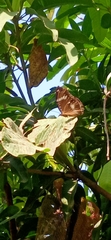 Hypolimnas bolina