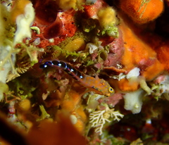 Notoclinops caerulepunctus