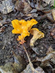 Cantharellus flavus