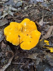 Cantharellus flavus