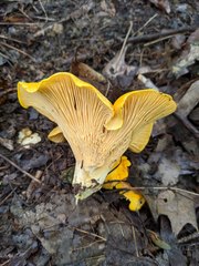 Cantharellus flavus