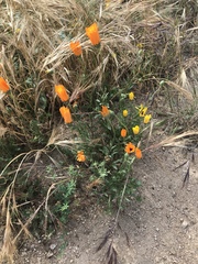 Dimorphotheca sinuata