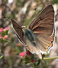 Tharsalea xanthoides