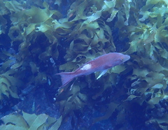 Bodianus unimaculatus