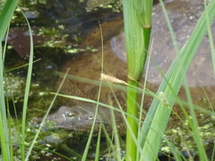 Apalone spinifera spinifera