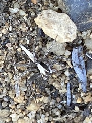 Oxyopes tridens