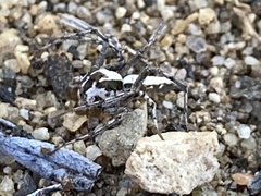 Oxyopes tridens
