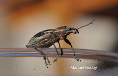 Naupactus xanthographus