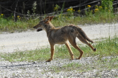 Canis latrans image