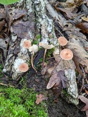 Collybiopsis dichroa