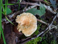 Hydnum subtilior