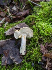 Hydnum subtilior