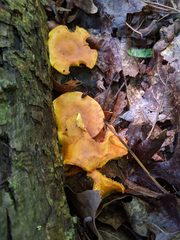 Pholiota subsulphurea