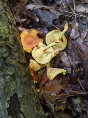 Pholiota subsulphurea