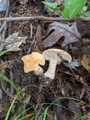 Hydnum subtilior