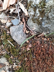 Claytonia virginica