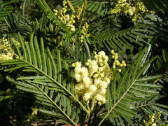 Acacia mearnsii