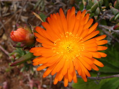 Lampranthus bicolor