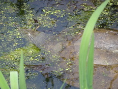 Apalone spinifera spinifera