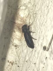 Melalgus plicatus