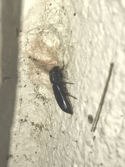 Melalgus plicatus