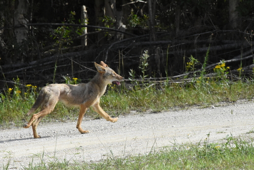 Canis latrans image