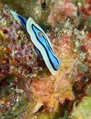Chromodoris elisabethina