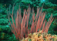 Ellisella ceratophyta