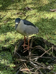Nycticorax nycticorax image